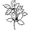 FLOWER08