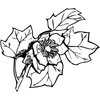 FLOWER09