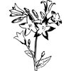 FLOWER25