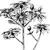 FLOWER28
