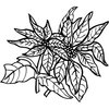 FLOWER29
