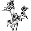 FLOWER30